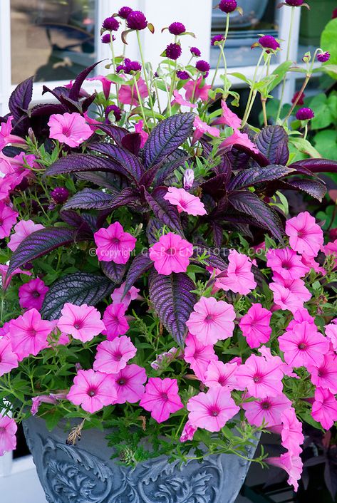 Flower Pot Ideas: Strobilanthes dyerianus (Persian Shield) with Petunia for purple and pink foliage and flowers. #succulents #daily #plantpot#flowerdaily #flowerslovers #superb #photography #sopretty#plants #handmade #flowerzdelight #flowerstyles Square Flower Pot Ideas, Georgia Garden, Patio Flower Pots, Persian Shield, Petunia Plant, Patio Flowers, Container Garden Design, Container Gardening Flowers, Have Inspiration