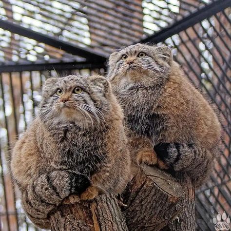 Manul Cat, Pallas Cats, Pallas Cat, Small Wild Cats, Pallas's Cat, Cat Emoji, Miss Kitty, Animal References, Super Cute Animals