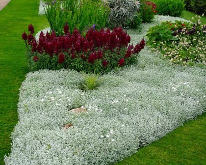 Bungalow Landscape, Bungalow Landscaping, Snow In Summer, Witch Garden, Border Plants, Unusual Plants, Ornamental Trees, Patio Landscaping, Gorgeous Gardens