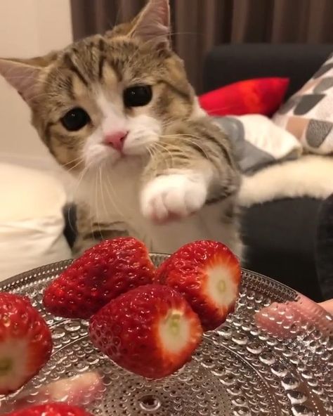 Purfect Cat Crew 🐱 on Instagram: “Aww such a Cutie! 😻 Double Tap if you Love Cats 💗 - Follow @purfectcatcrew for more Catacular Content! 😸 DM us a Picture of your Kitty for…” Cats With Strawberries, Cat And Strawberry, Strawberry Animals, Aesthetic Strawberries, Cat Strawberry, Strawberry Cat, Image Chat, Silly Cats Pictures, Cat Cake