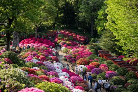 Nezu Shrine, in Tokyo’s tranquil Bunkyo ward, has a history of over 1,900 years. The shrine’s prayer hall is even designated as a national important cultural property. It is also the venue of one of Tokyo’s biggest azalea festivals. Every April to Nezu Shrine, Spring In Tokyo, Azaleas Garden, Azalea Flower, Ancient Tomb, Tokyo Station, Cherry Blossom Festival, Plum Tree, Flower Festival