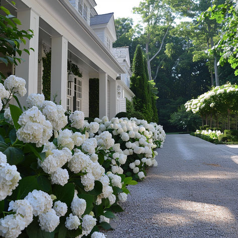 White Hydrangea Lined Driveway. Landscape Ideas Front Yard Hydrangeas, White Farmhouse With Hydrangeas, White Hydrangea Front Of House, White House With Hydrangeas, Hydrangea Lined Driveway, Front Yard Landscaping With Hydrangeas, Long Driveway To A Big White House, White Wedding Hydrangeas, Front Porch Hydrangeas