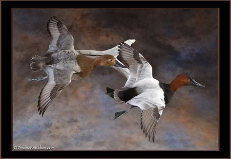 Canvasback Duck Mount, Taxidermy Duck, Duck Taxidermy, Duck Mounts, Waterfowl Taxidermy, Duck Mount, Animal Mounts, Bird Taxidermy, Taxidermy Display