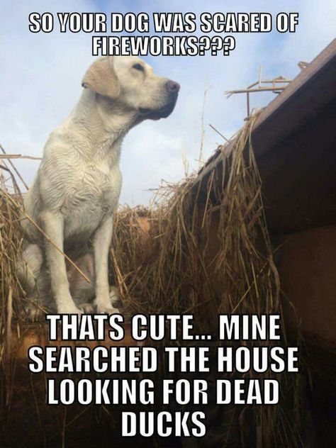 So your dog was scared of fireworks?  That's cute...Mine searched the house looking for dead ducks Duck Hunting Quotes, Dog Scared Of Fireworks, Funny Hunting Pics, Deer Hunting Humor, Dog Scared, Hunting Jokes, Duck Hunting Dogs, Goose Hunting, Hunting Quotes