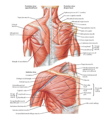 Muscles of Shoulder Anatomy   Spinous process of C7 vertebra, Levator scapulae muscle, Rhomboid minor muscle, Rhomboid major muscle, Acro... Shoulder Blade Muscles, Triceps Brachii Muscle, Neck Muscle Anatomy, Anatomi Dan Fisiologi, Supraspinatus Muscle, Muscular Anatomy, Infraspinatus Muscle, Upper Limb Anatomy, Muscle Diagram