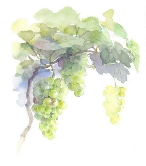 Grape Drawing, Grape Painting, Art Tutorials Watercolor, Watercolor Fruit, Fruit Painting, Art Minimaliste, Fruit Art, Botanical Art, Botanical Prints