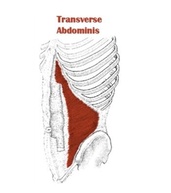 Abdominal Anatomy, Yoga Poses For Core, Breastfeeding Weaning, Transverse Abdominis, Transversus Abdominis, Chaturanga Dandasana, Side Angle Pose, Surface Anatomy, Core Yoga