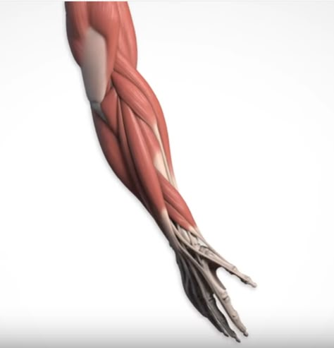 Anatomy Upper Limb, Proko Anatomy, Forearm Anatomy, Arms Anatomy, Simple Anatomy, Anatomy Videos, Upper Body Muscles, Sketch Anatomy, Arm Anatomy