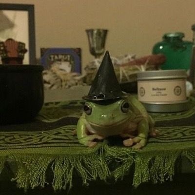 @andreabailee • Instagram photos and videos Cottagecore Tumblr, Frog Pictures, A Frog, Frog And Toad, Reptiles And Amphibians, Cute Frogs, Oui Oui, Green Aesthetic, Amphibians