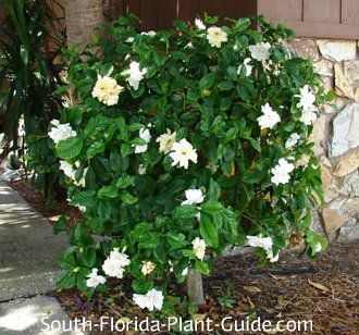 gardenia bush Florida Plants Landscaping, Gardenia Trees, High End Gifts, Growing Gardenias, Gardenia Bush, Gardenia Plant, Hydrangea Landscaping, Gardenia Flower, Luxury Gift Boxes