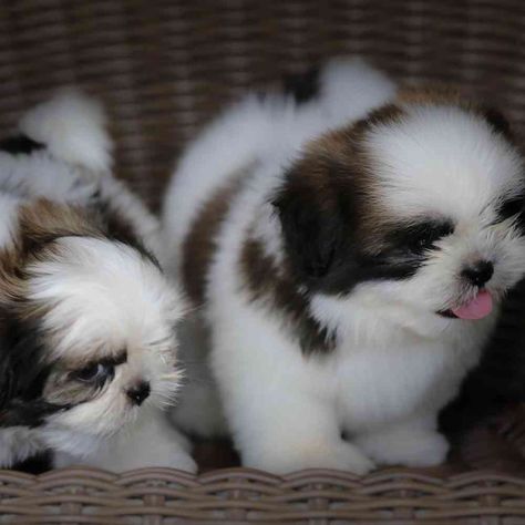 Miki Dog, Teddy Bear Poodle, Japanese Chin Puppies, Shih Tzu For Sale, Teacup Shih Tzu, Teddy Bear Puppies, Shitzu Puppies, Cute Teacup Puppies, Shih Tzu Puppies