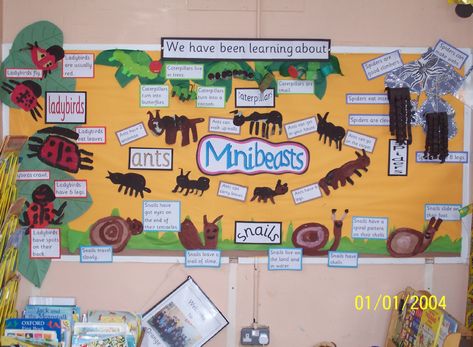 Minibeasts Classroom Display Photo - SparkleBox Minibeast Classroom Display, Minibeast Art, Minibeast Display, Nursery Display Boards, Minibeasts Eyfs, Minibeasts Activities, Science Display, Mini Beasts, Eyfs Classroom