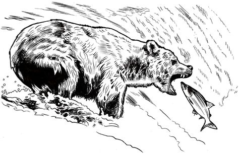 Fishing Bear Tattoo, Bear Fishing Drawing, Bear Black And White Drawing, Bear Ink Drawing, Bear With Fish In Mouth, Salmon Drawing, Bear Catching Salmon, Salmon Tattoo, Hunting Drawings