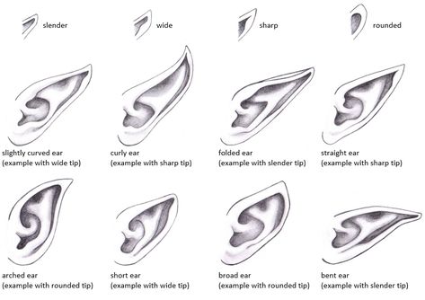 Draw Elf Ears, Elf Ears Drawing, Draw Fairy, Ears Drawing, Pixie Ears, Side View Drawing, Elf Drawings, Angel Wings Drawing, How To Draw Ears