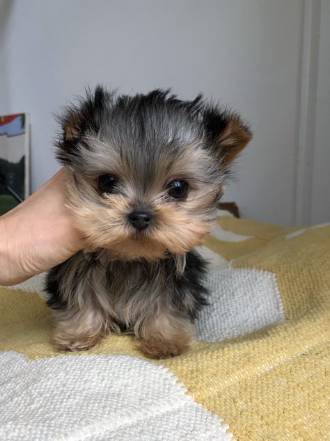 Teacup Puppy Breeds, Micro Teacup Yorkie, Big Dogs Breeds, Micro Teacup Puppies, Biggest Dog In The World, Biggest Dog, Cute Fluffy Dogs, Cute Teacup Puppies, Teacup Yorkie Puppy