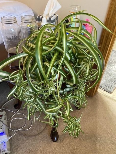 How to Make Your Spider Plants Curly and Full | Balcony Garden Web Spider Plant Planter Ideas, Spider Plant Topiary, Spider Plant Display Ideas, Spider Plant Decor, Curly Spider Plant, How To Make Spiders, Plant Centerpieces, Big Planters, Types Of Spiders