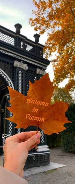 Vienna In October, Vienna Aesthetic, Fall Autumn Aesthetic, Aesthetic Autumn, Autumn Vibes, Autumn Aesthetic, Fall Autumn, Fall Vibes, Vienna