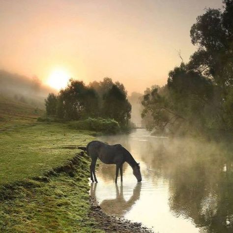 All The Pretty Horses, Pretty Horses, Horse Photography, Horse Pictures, Horse Love, Wild Horses, Zebras, A Horse, Country Life