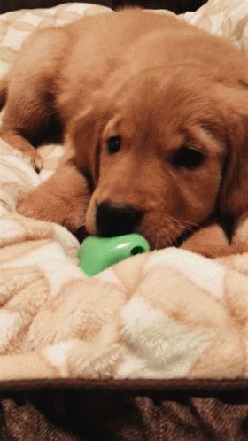 Puppy Cute GIF - Puppy Cute GoldenRetriever - Discover & Share GIFs Golden Retriever Smile, Golden Retriever Birthday, Golden Retriever Gif, Animal Love Quotes, Golden Retriever Baby, Cute Golden Retriever, Funny Baby Gif, Golden Retriever Funny, Puppy Cute