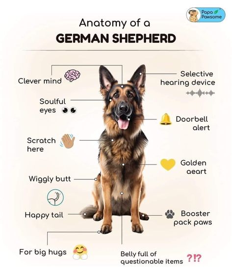 German Sheperd Dogs, 1. Mai, Shepherd Dog Breeds, Dog Anatomy, German Shepherd Mix, Dog Training Treats, Working Dog, Dog Training Advice, German Dogs