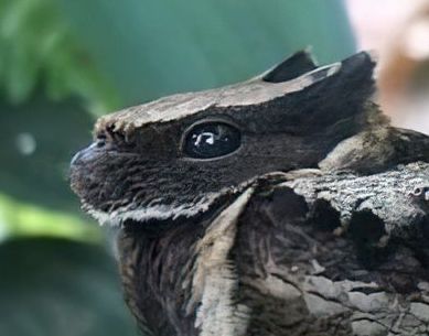 The great eared nightjar is one of the most fascinating birds in the world. It looks more like a dragon than it does a bird. Great Eared Nightjar Drawing, Great Eared Nightjar Flying, Great Eared Nightjar, Nightjar Bird, Bird Dragon, Cool Birds, Dragon Bird, Bird People, British Birds