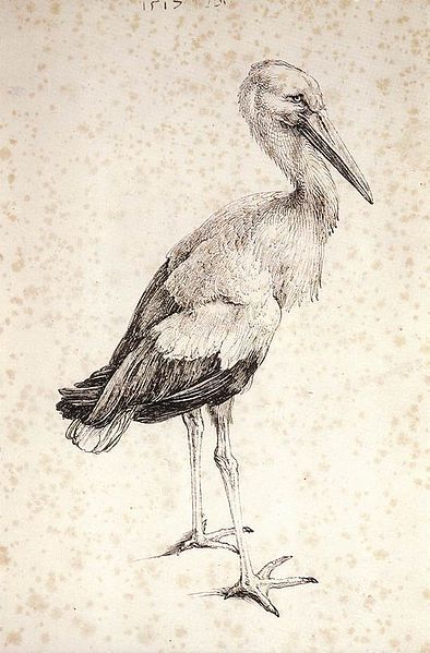 Albrecht Durer: The Stork, 1515 Jan Van Eyck, Albrecht Dürer, Hieronymus Bosch, Albrecht Durer, Woodcuts Prints, Scientific Illustration, Art Et Illustration, Arte Animal, Caravaggio