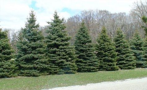 Windbreak Trees, Colorado Blue Spruce, Leyland Cypress, Norway Spruce, Privacy Trees, White Spruce, Privacy Landscaping, Types Of Fences, Front Yard Fence