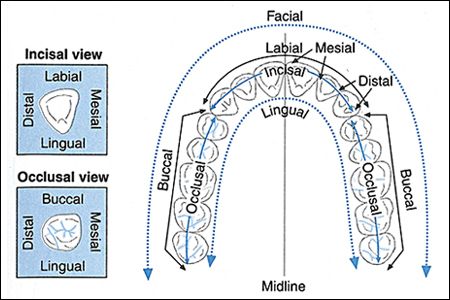 Teeth Diagram Showing the Medical Description of all Surface Sides of The Tooth Depending On its Location or Placement in the Mouth. Description from pinterest.com. I searched for this on bing.com/images Dental Assistant Study Guide, Dental Charting, Teeth Diagram, Dental Receptionist, Dental Assistant School, Dental Hygienist School, Dental Assistant Study, Dental Hygiene Student, Dental World