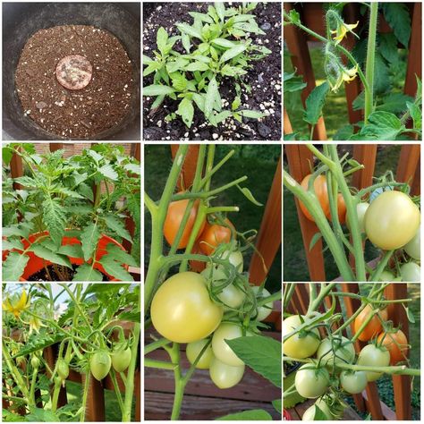 Tomato Propagation, Growing From Seeds, Planting Flowers From Seeds, Succulent Tree, Drought Tolerant Perennials, Tomato Seedlings, Tomato Plant, Best Perennials, Plant Propagation