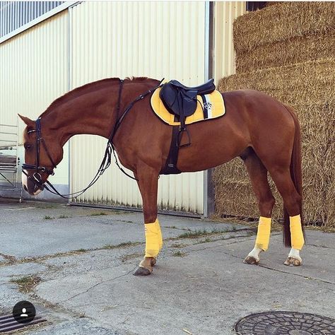 #SaturdayStyle Yellow on a Chestnut looks BEAUT 💛💛 Matchy Matchy 💛💛 P Tack Colors For Chestnut Horses, Chestnut Horse Tack Colors, Horseback Riding Boots, Orange Tack Set, Yellow Horse Tack, Chestnut Horse Jumping, Sooty Chestnut Horse, Riding Outfits, Equestrian Helmets