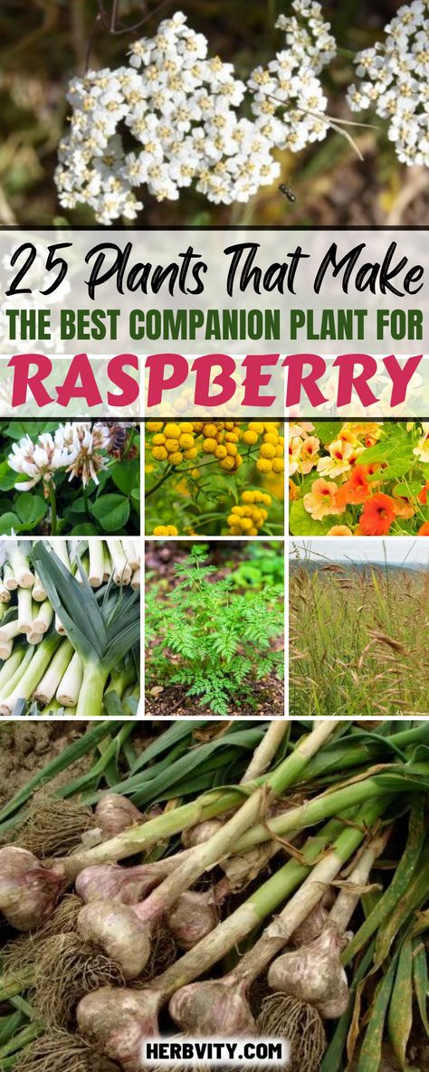 Permaculture Berries, Raspberry Patch Design, Blueberry Bush Companion Plants, Berry Plants Garden, Companion Planting Blueberries, Grape Companion Plants, Poppy Companion Plants, Raspberry Companion Plants, Raspberry Growing Tips