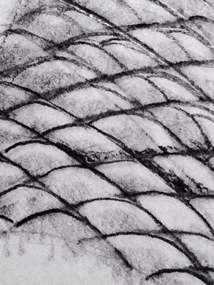 Fish scales in pencil done by "Virginia Dawn Templeton" Fish Scale Drawing, Drawing Scales Dragon, Scales Texture Drawing, Fish Texture Drawing, Fish Scales Drawing, Draw Snake Scales, Drawing Fish Scales, Dragon Scale Pattern Drawing, Scales Drawing