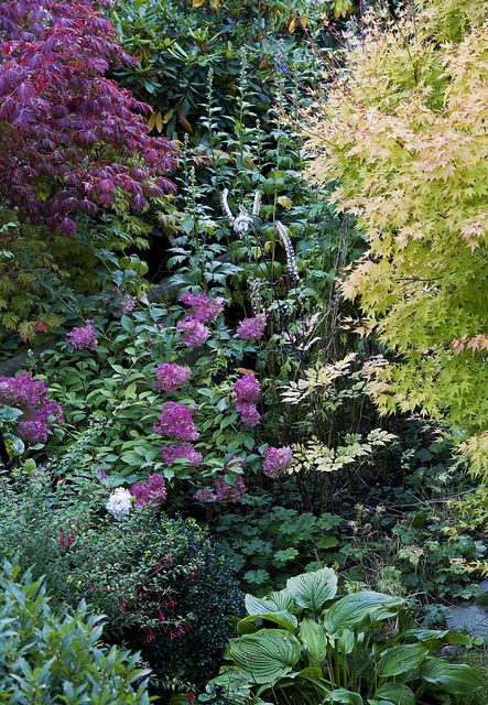 Japanese Maples & Hydrangea in early autumn by Rosarian49, via Flickr Maple Tree Landscape, French Garden Landscaping, Japanese Maple Garden, Japanese Garden Plants, Perennial Gardens, Types Of Hydrangeas, Outdoor Gardens Landscaping, Garden Companion Planting, Dig Gardens