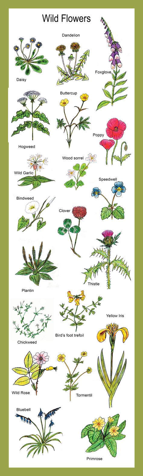 Common wild flowers found in Irish meadows and woodlands Irish Plants And Flowers, Native Irish Plants, Nail Freestyle, Irish Flowers, Irish Wildflowers, Yard Plants, Flower Journal, Irish Spring, Plants Uk