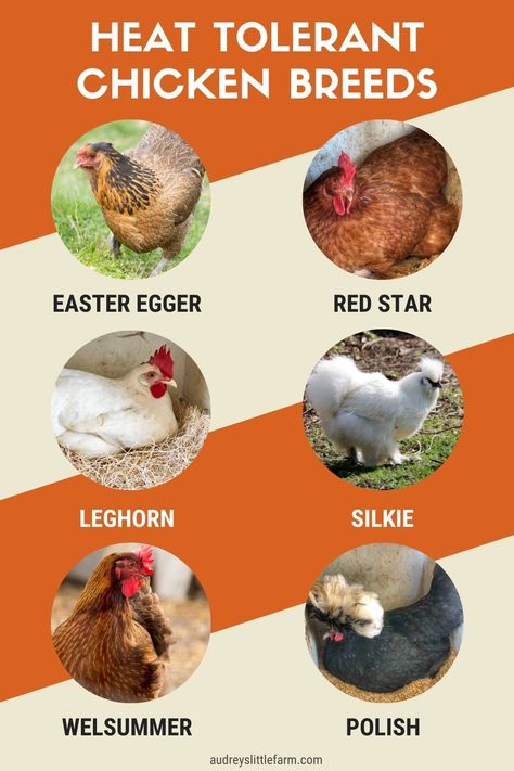 If you're looking for heat-tolerant chicken breeds some of the best ones to choose from are the Easter Egger, Leghorn, Welsummer, Red Star, Silkie, and Polish. These chickens will all handle the hot days of summer much better than other types of chickens. Easter Eggers Chickens, Heat Tolerant Chicken Breeds, Backyard Chicken Coop Ideas, Diy Coop, Chicken Running, Chicken Backyard, Domestic Birds, Chicken Coop Ideas, Backyard Chicken Coop