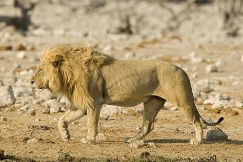 Lion Full Body, Full Body Portrait, Etosha National Park, Body Portrait, Namibia Africa, Panthera Leo, Large Picture, Big Cats, Wild Cats