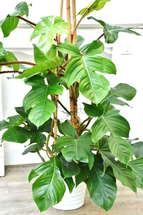 Squamiferum Philodendron, Philodendron Squamiferum, Philodendron Plant, Pothos Plant, Mother Plant, Plant Pictures, House Plants Indoor, Pretty Plants, Rare Plants