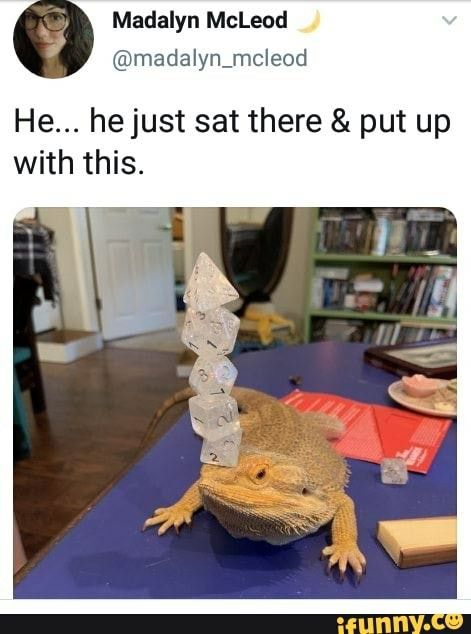 Dragon Hybrid, Bearded Dragon Cute, Cute Reptiles, Funny Animal Photos, Silly Animals, Very Funny Pictures, Cute Wild Animals, Animal Jokes, Cute Little Animals