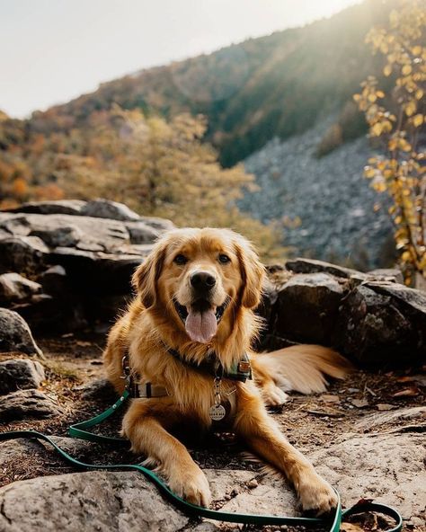 Dogs Of Instagram, Golden Retriever Photography, Reactive Dog, Dog Photoshoot, A Golden Retriever, Really Cute Dogs, Dog Adventure, Cute Dogs And Puppies, Cute Animal Photos