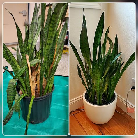 How to Repot a Snake Plant in 8 Steps — Zen Plant Care Snake Plant Care Tips, How To Repot A Snake Plant, Snake Plant Repotting, Snake Plant Decor Living Rooms, How To Repot A Plant, Repotting Snake Plant, Repot Plants, Gothic Gardens, Garden Bushes