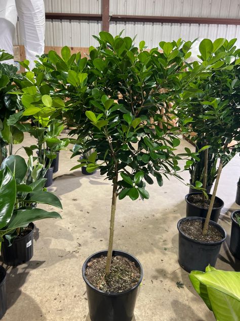 14” Ficus Moclame Standard 5-5.5' Ficus Moclame, Plants