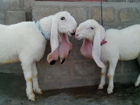 Beautiful breed of lamb kajla with long ears Pakistan Strange Animals, Cute Lamb, Book Projects, Weird Animals, Mammals, Goats, Sheep, Pakistan, Cool Designs