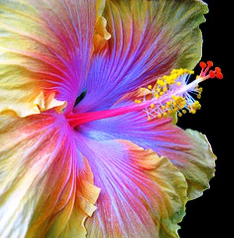 Gorgeous Flower, Beautiful Lighting Double Hibiscus, Groovy Flowers, Exotic Flowers, Hibiscus Flowers, Flower Beauty, Beautiful Blooms, Tropical Flowers, Dream Garden, Amazing Flowers