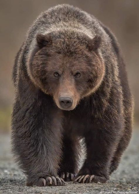 Alaskan Animals, Photo Ours, Bear Bedding, Bear Clothing, Kodiak Bear, Bear Jewelry, Wild Animals Photography, Bear Artwork, Animals Photography