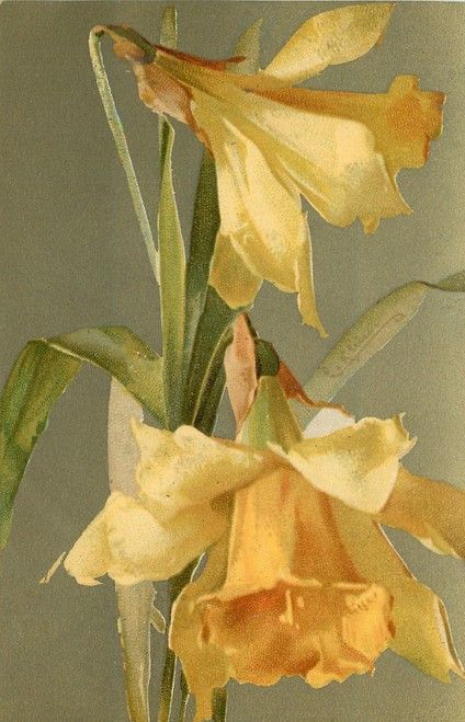 Two Flowers, Victorian Flowers, China Painting, Flower Art Painting, Botanical Illustration, Vincent Van Gogh, Botanical Art, 그림 그리기, Daffodils