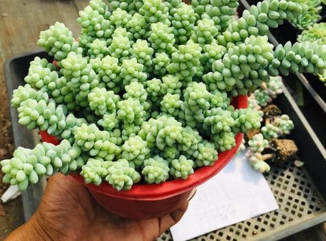 Burros Tail VS Donkey Tail - Differences And Similarities - RayaGarden Donkey Tail Succulent, Burros Tail, Succulent Species, Horse Tail, The Donkey, Garden Care, Donkeys, Plant Lady, Grow Lights