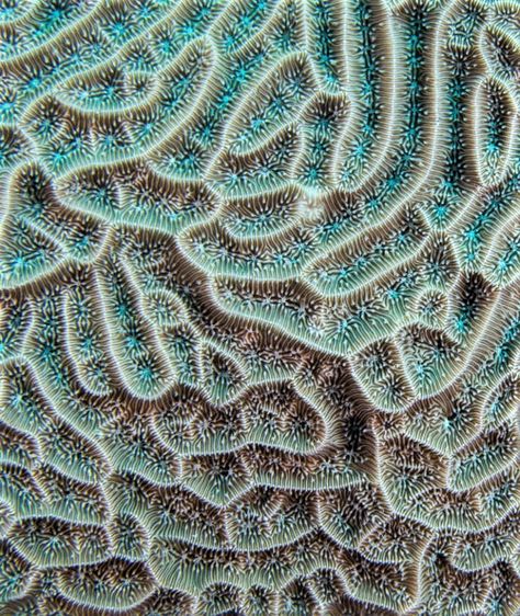 Coral close-up Coral Microscope, Coral Pattern Design, Coral Photography, Coral Texture, Brain Coral, Microscopic Photography, Coral Art, Coral Pattern, Organic Art