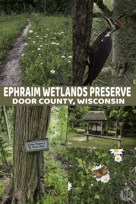 The Ephraim Wisconsin Wetlands Preserve will only take less than 30 minutes to walk from start to finish. It isn't the walk that should interest you, it is the plant and wildlife during certain seasons that would nature buffs. Ephraim Wisconsin, 30 Minute Walk, Slippery When Wet, Door County, The Walk, The Plant, 30 Minutes, Wisconsin, Plants