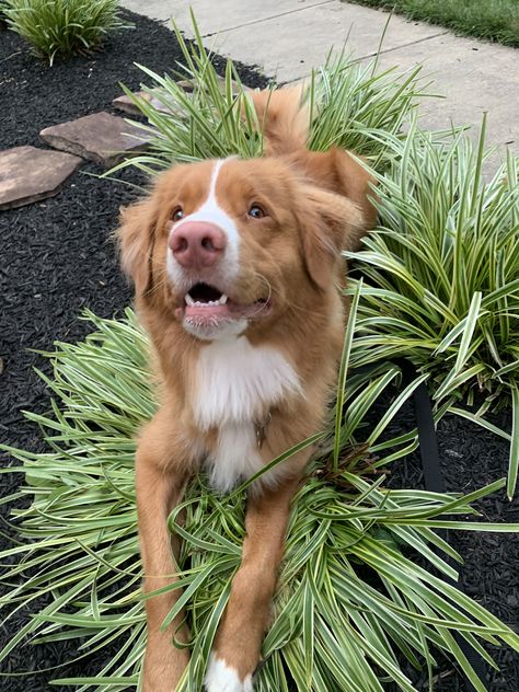 Duck Toller Puppy, Novia Scotia Duck Tolling Retriever, Ducktoller Retriever, Duck Toller Retriever, Toller Dog, Novia Scotia, Duck Toller, Big Dogs Breeds, Biggest Dog In The World