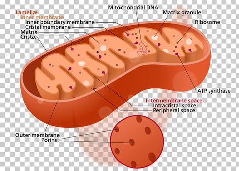 Biology Cell, Adenosine Triphosphate, Mitochondrial Dna, Plant Cell, Parts Of A Plant, Color Help, Png Clipart, Png Image, Biology